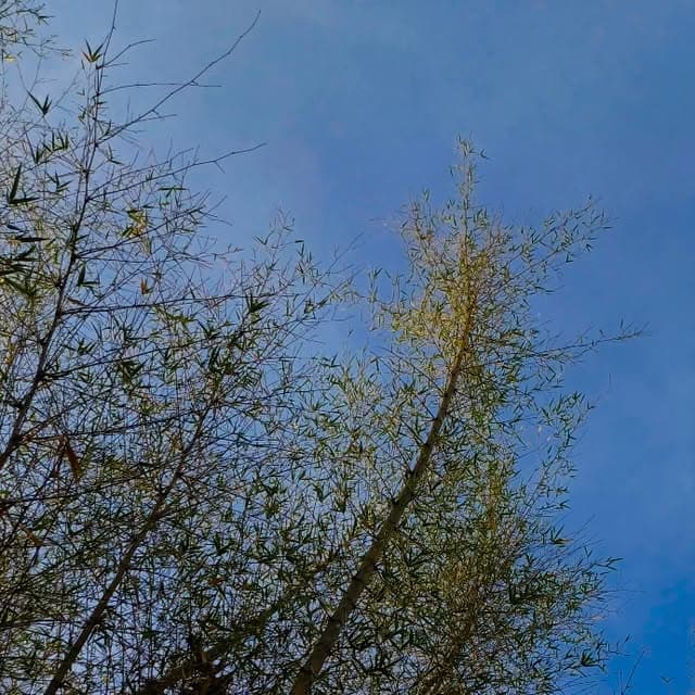 Singing Wanderers moment